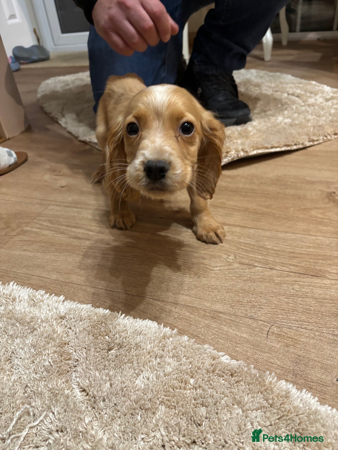 Cockapoo dogs for sale: Cockerapoos puppies - Image 5