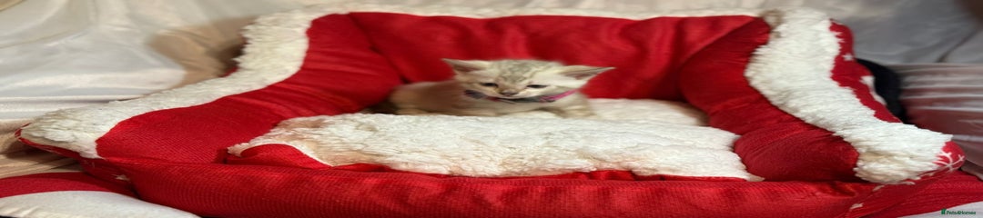 Bengal Kitten 5 - Pink Collar - White (SOLD)