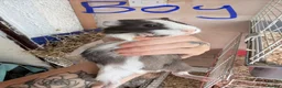 Guinea Pig rodents for sale: 16 baby guinea pigs - Advert 26