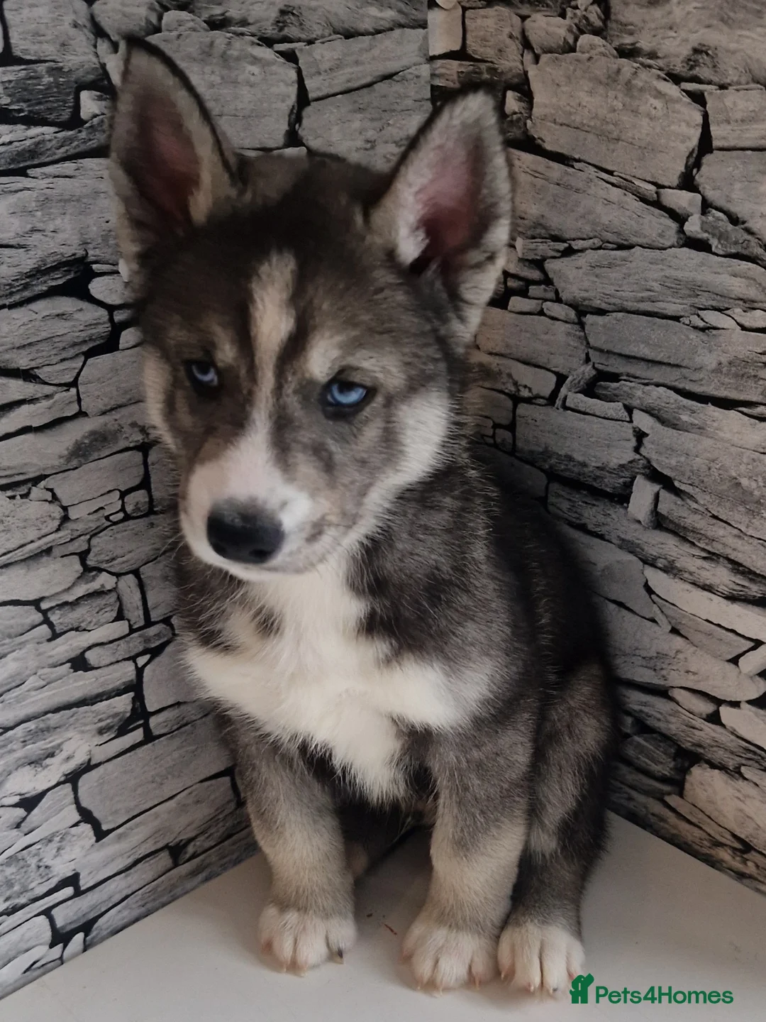 Siberian Husky dogs for sale: 1 beautiful girl left ❤️ ready now  - Advert 9