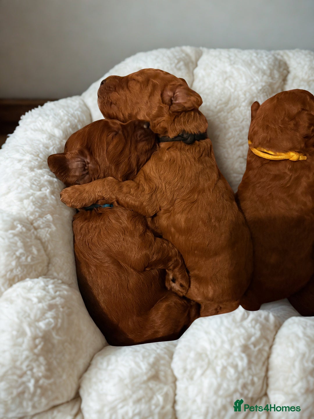 Cockapoo dogs for sale: 4 Stunning Fox Red F1b Toy Cockapoos  - Advert 12