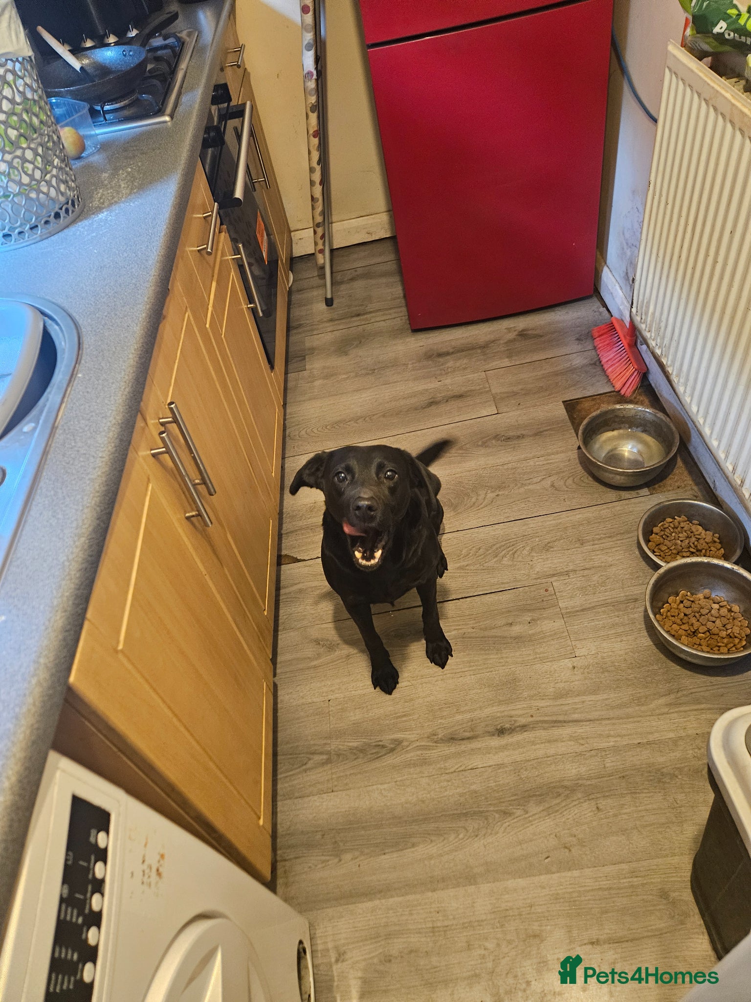 Labrador Retriever dogs Looking for stud - Advert 1