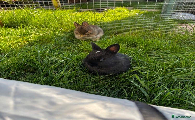 Netherland Dwarf rabbits - Advert 15
