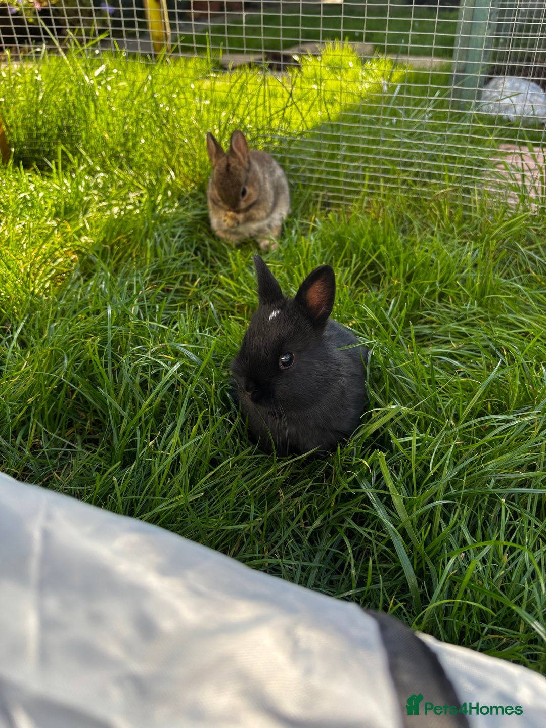 Netherland Dwarf rabbits for sale: Pure neverland dwarf babies  - Image 3