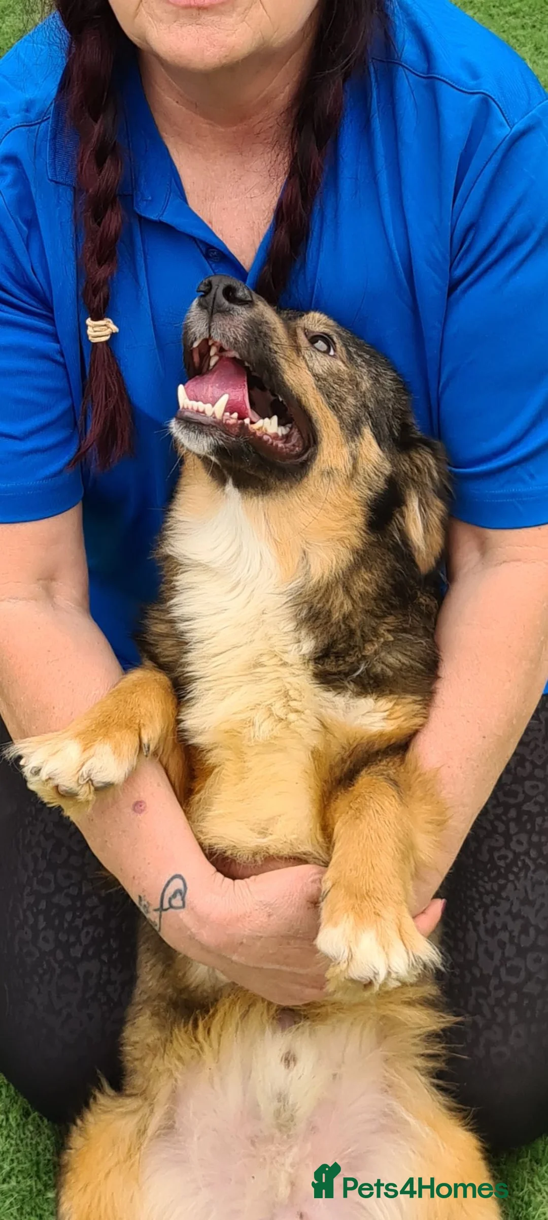 Mixed Breed dogs for adoption: Stumpy. Small breed 8kg - Advert 2