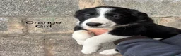 Border Collie dogs for sale: Border Collie Puppies - Advert 5