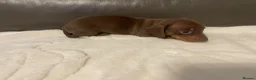 Miniature Dachshund dogs for sale: Miniature Dachshund puppies stunning  in Luton - Advert 8