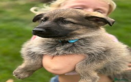 German Shepherd dogs for sale: German shepherd puppies ready to leave now - Image 1