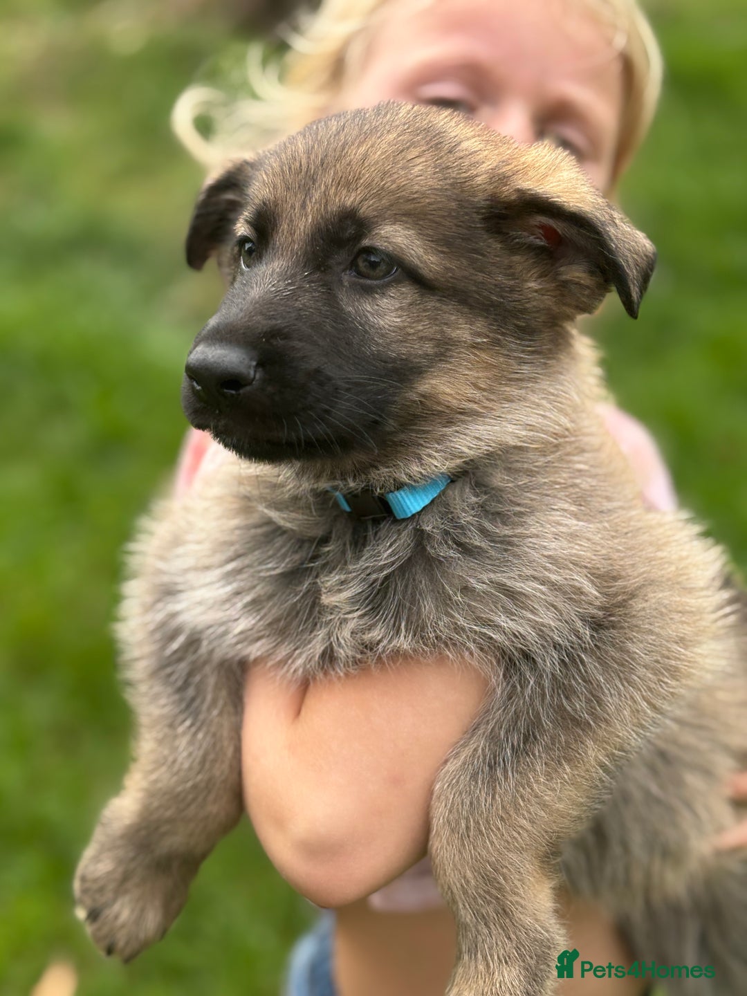 German Shepherd dogs for sale: German shepherd puppies ready to leave now - Image 1