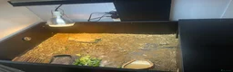 Tortoise reptiles for sale: 2025 Horsefield tortoise with full set up for sale - Advert 8