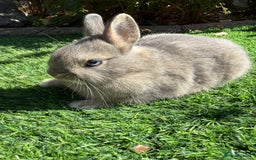 Netherland Dwarf rabbits for sale: Netherland Dwarf  - Image 5