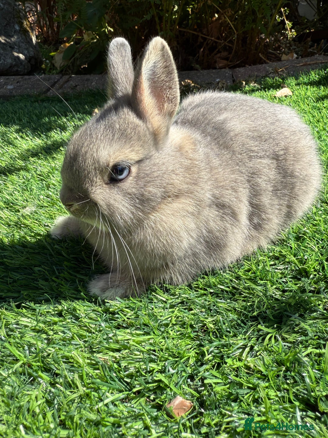 Netherland Dwarf rabbits for sale: Netherland Dwarf  - Image 5