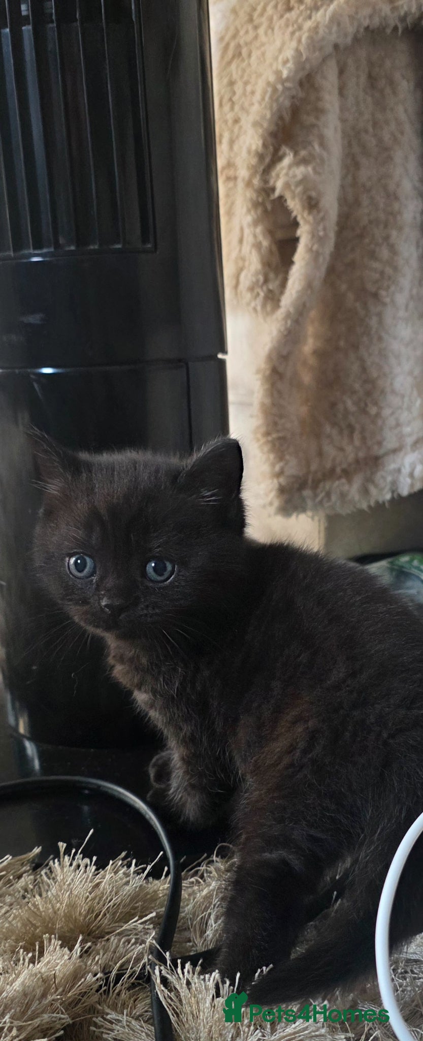 British Shorthair Kitten 2