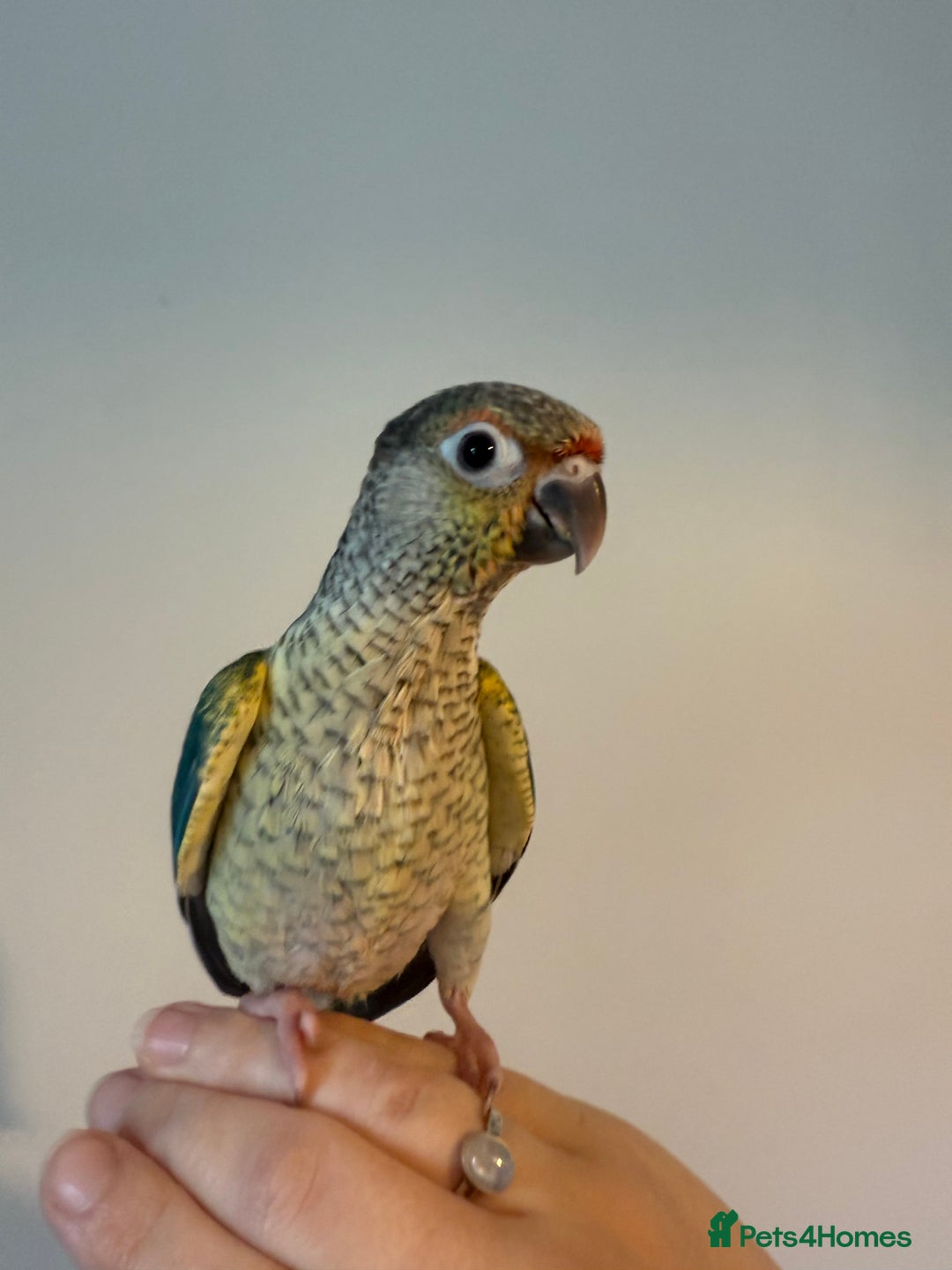 Conures birds for sale: Hand reared baby conures for sale - Image 5