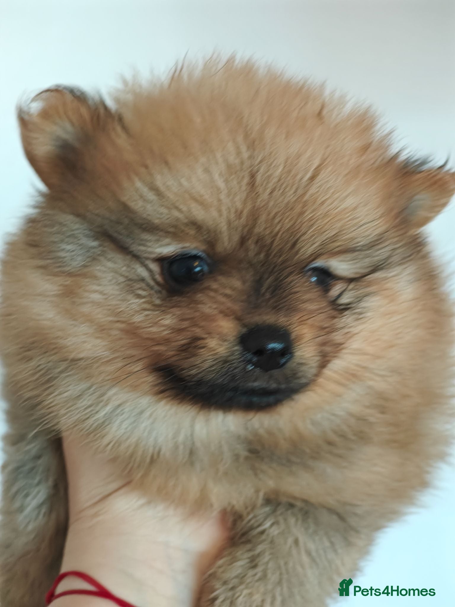 Pomeranian dogs KC reg Ready to go Luxury Pomeranian  - Advert 2