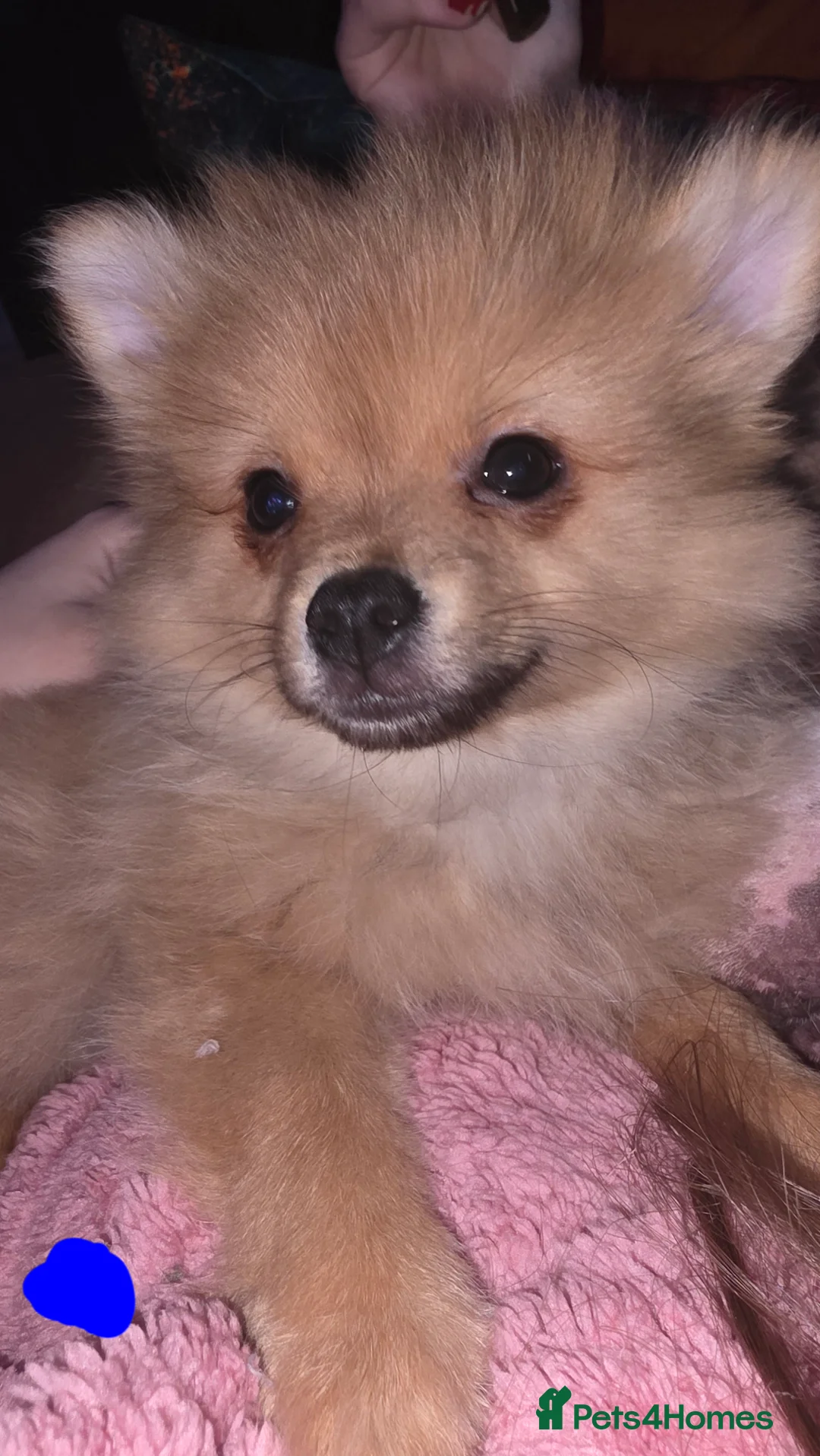 Pomchi dogs for sale: Pomchi puppies for sale 2 left boys ready to go - Advert 2
