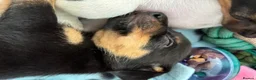 Jack Russell dogs for sale:  Jack Russell puppies for sale  - Advert 14