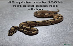 Python Snake reptiles for sale: Hatchling royal pythons  - Image 10