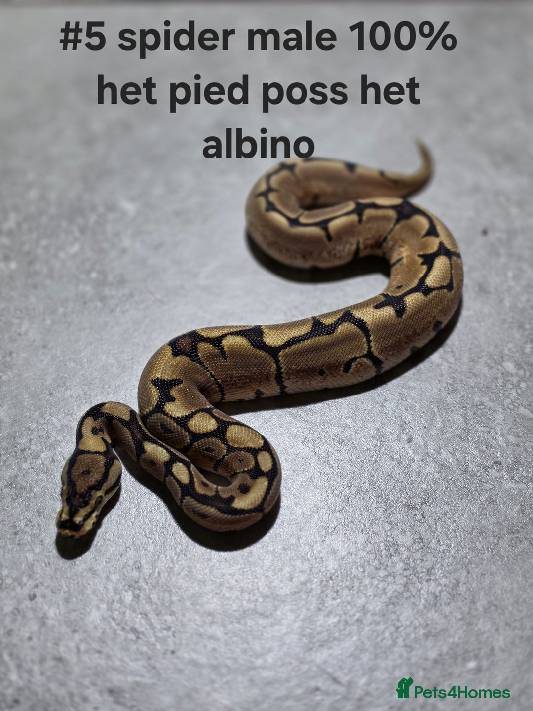 Python Snake reptiles for sale: Hatchling royal pythons  - Image 10