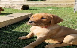 Labrador Retriever dogs for sale: KC Reg Fox-red Lab puppies, working type - Image 17