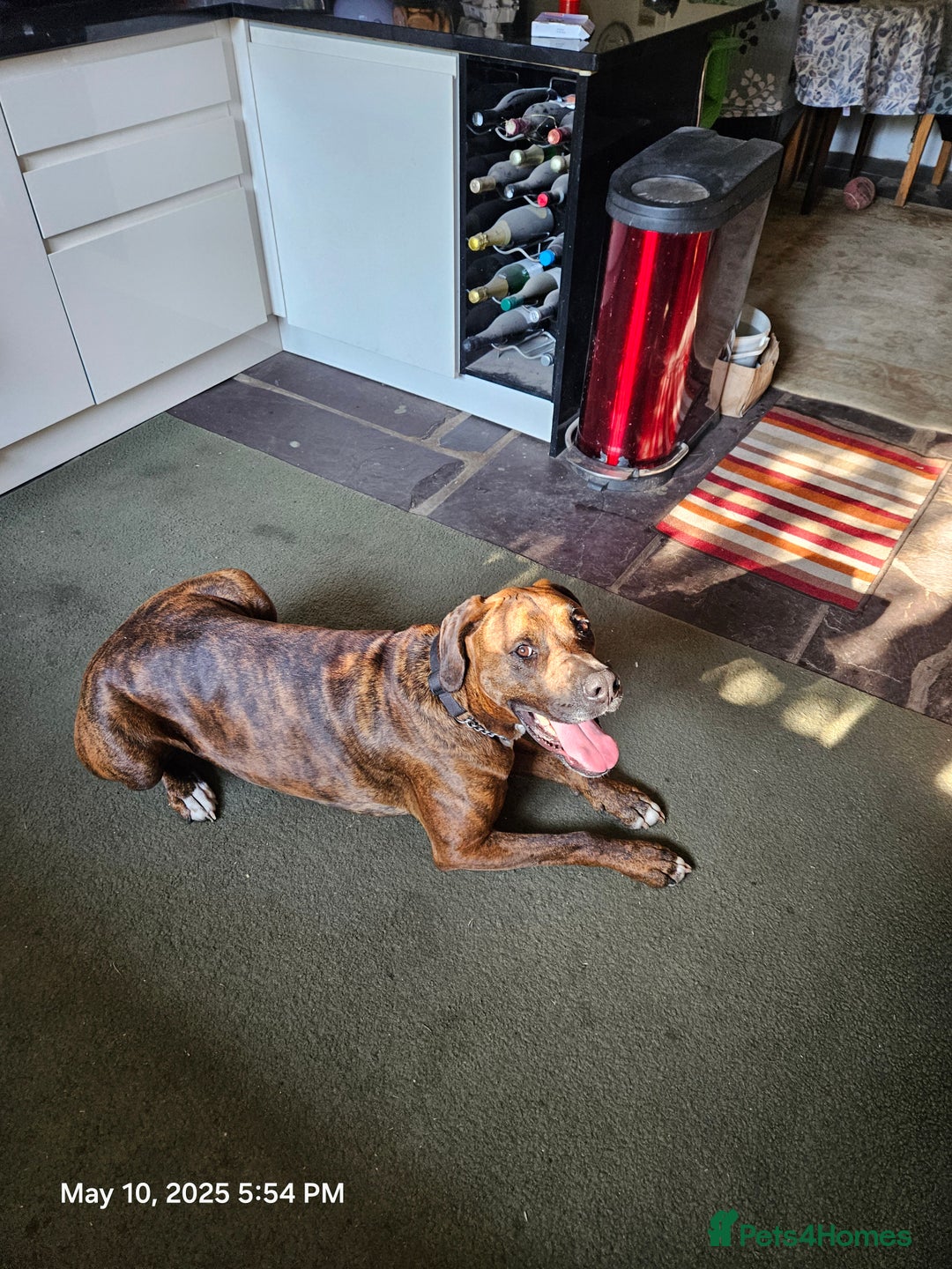 Mixed Breed dogs for sale: Alapaha blue blood Bulldog cross Doberman - Advert 2