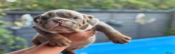 English Bulldog dogs for sale: Rare mini english bulldogs  - Advert 13