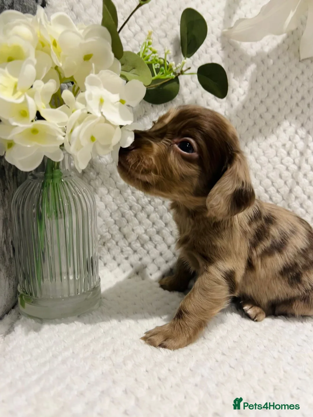 Mixed Breed dogs for sale: STUNNING COCKER SPANIEL x DACHSHUND (DOCKERS) - Advert 1