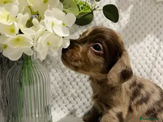 Mixed Breed dogs STUNNING COCKER SPANIEL x DACHSHUND (DOCKERS) - Advert 1