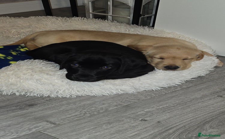 Labrador Retriever dogs - Advert 5