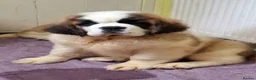 Saint Bernard dogs for sale: REDUCED Show Quality Saint Bernard's  - Advert 9