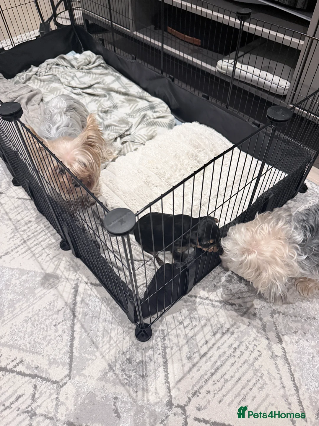 Yorkshire Terrier dogs for sale: Adorable Bonnie Yorkshire Terrier Puppy  - Advert 8