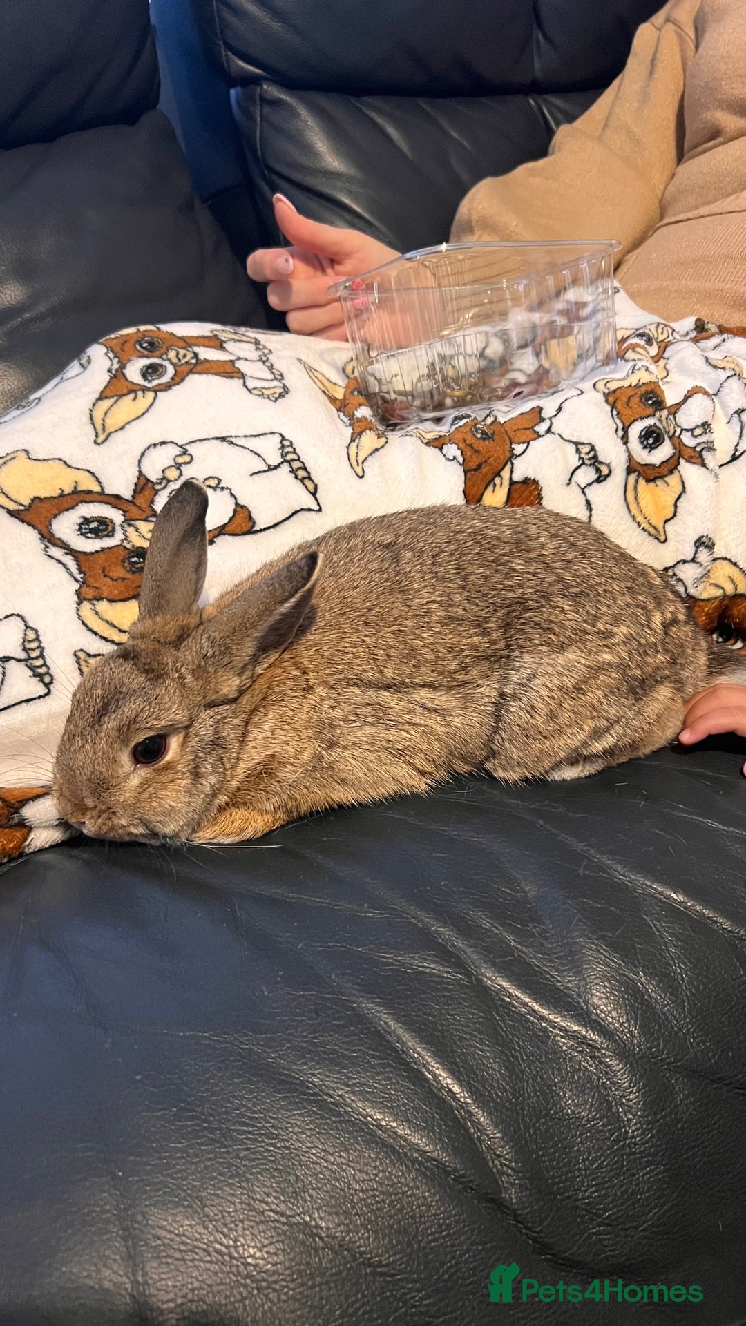 Tan rabbits for sale: Rabbit up for adoption  - Image 7