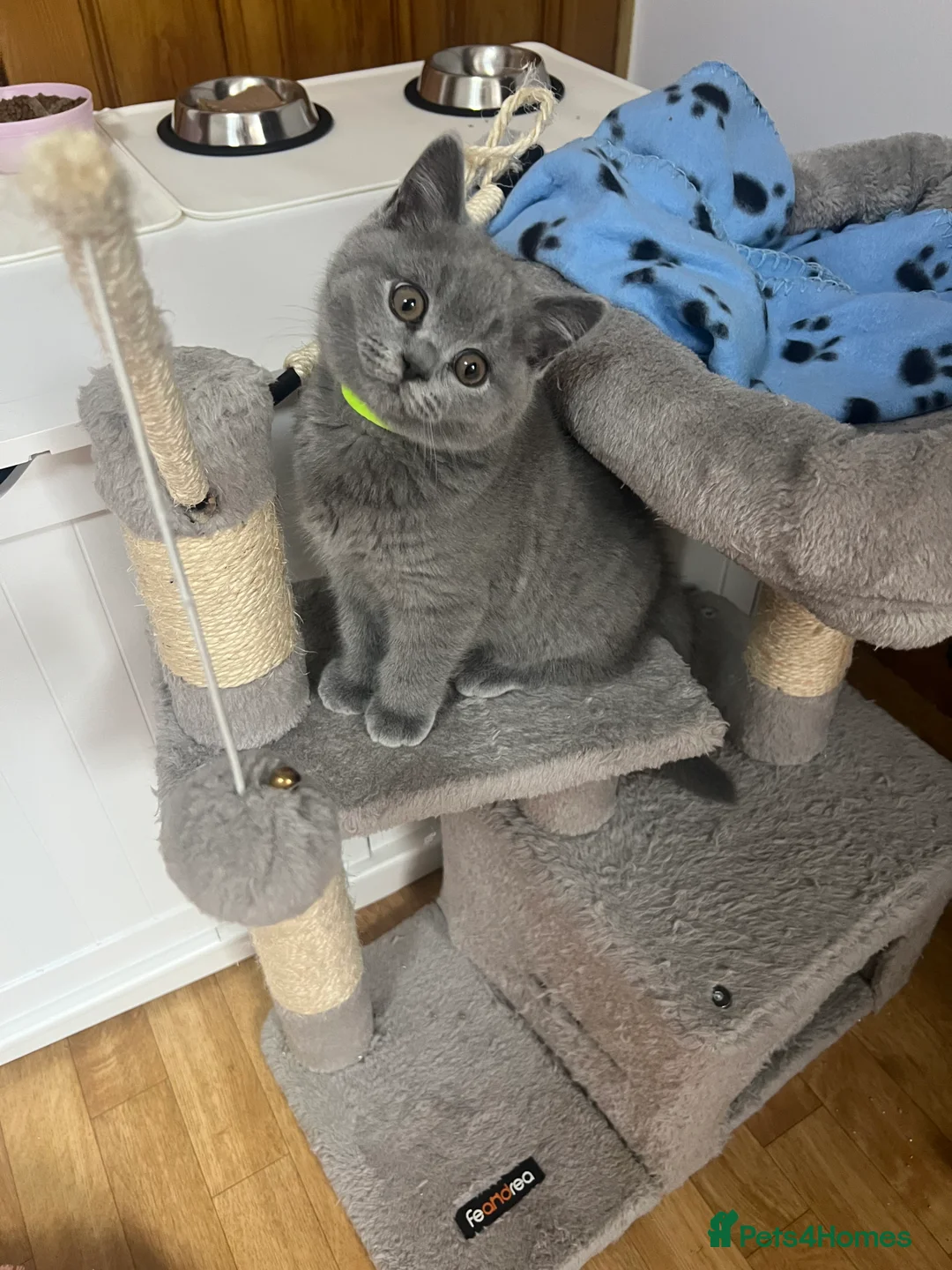 British Shorthair cats for sale: Blue BS Kittens GCCF Reg Champion Line Ready Now - Advert 2
