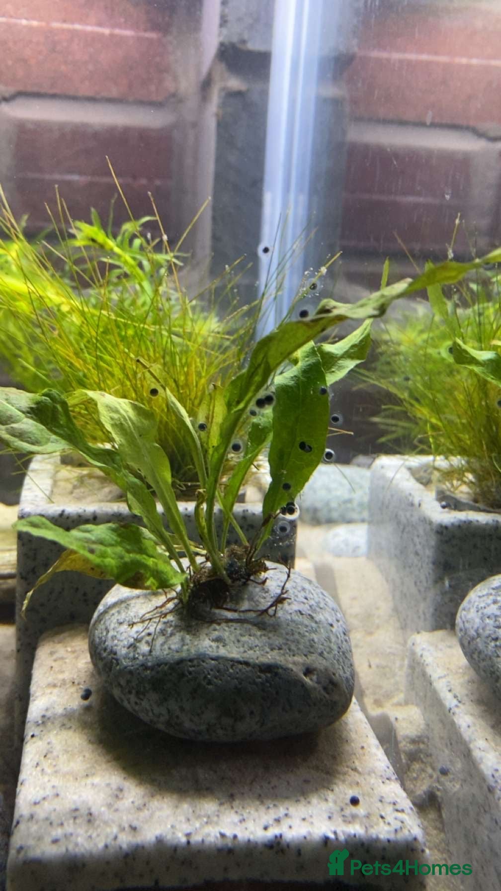 Axolotl reptiles Axolotl Eggs, Minimum Order 10+ (£10) Bulk Deals - Advert 4