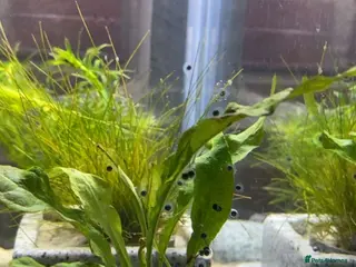 Axolotl reptiles Axolotl Eggs, Minimum Order 10+ (£10) Bulk Deals - Advert 4