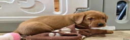 Labrador Retriever dogs for sale: 2 BEAUTIFUL CHUNKY KC REG FOX RED LABRADORS - Advert 9