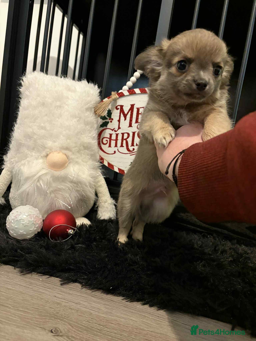 Chihuahua dogs for sale: Beautiful Chihuahua Boy - Advert 4