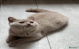 British Shorthair cats for sale: British shorthair & longhair Great Pedigree  - Image 2