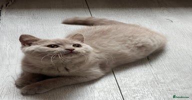 British Shorthair cats - Advert 15