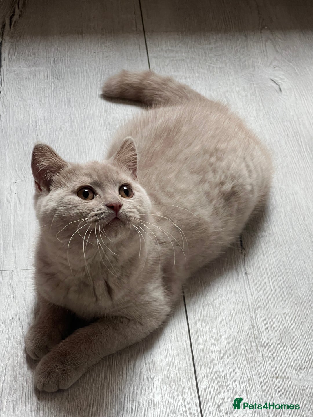 British Shorthair cats for sale: British shorthair & longhair Great Pedigree  - Image 2