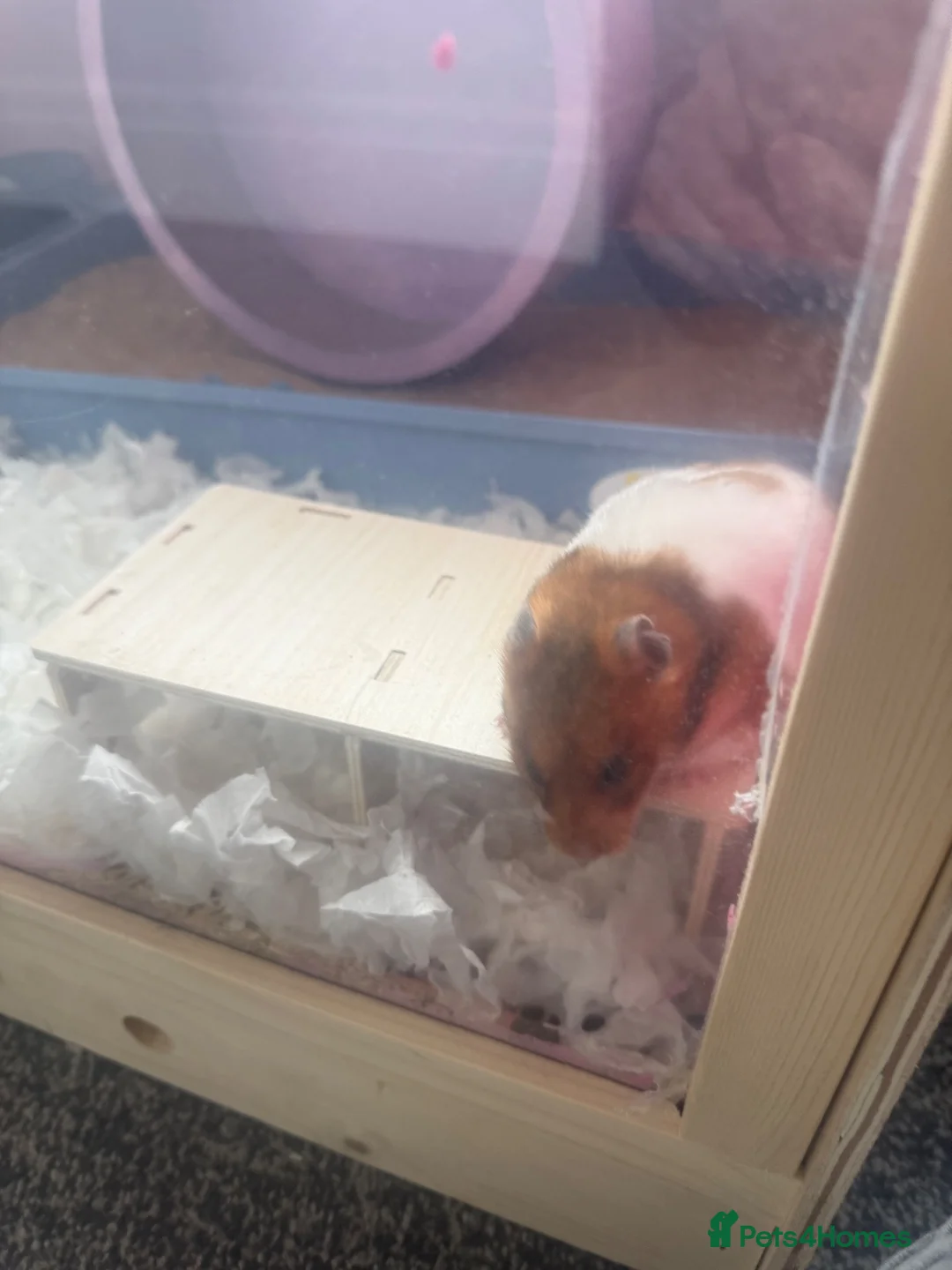 Hamster rodents for sale: Syrian hamster free to a good home  - Advert 2