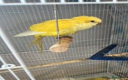 Parrots birds for sale: Beautiful Quaker for sale  - Image 1
