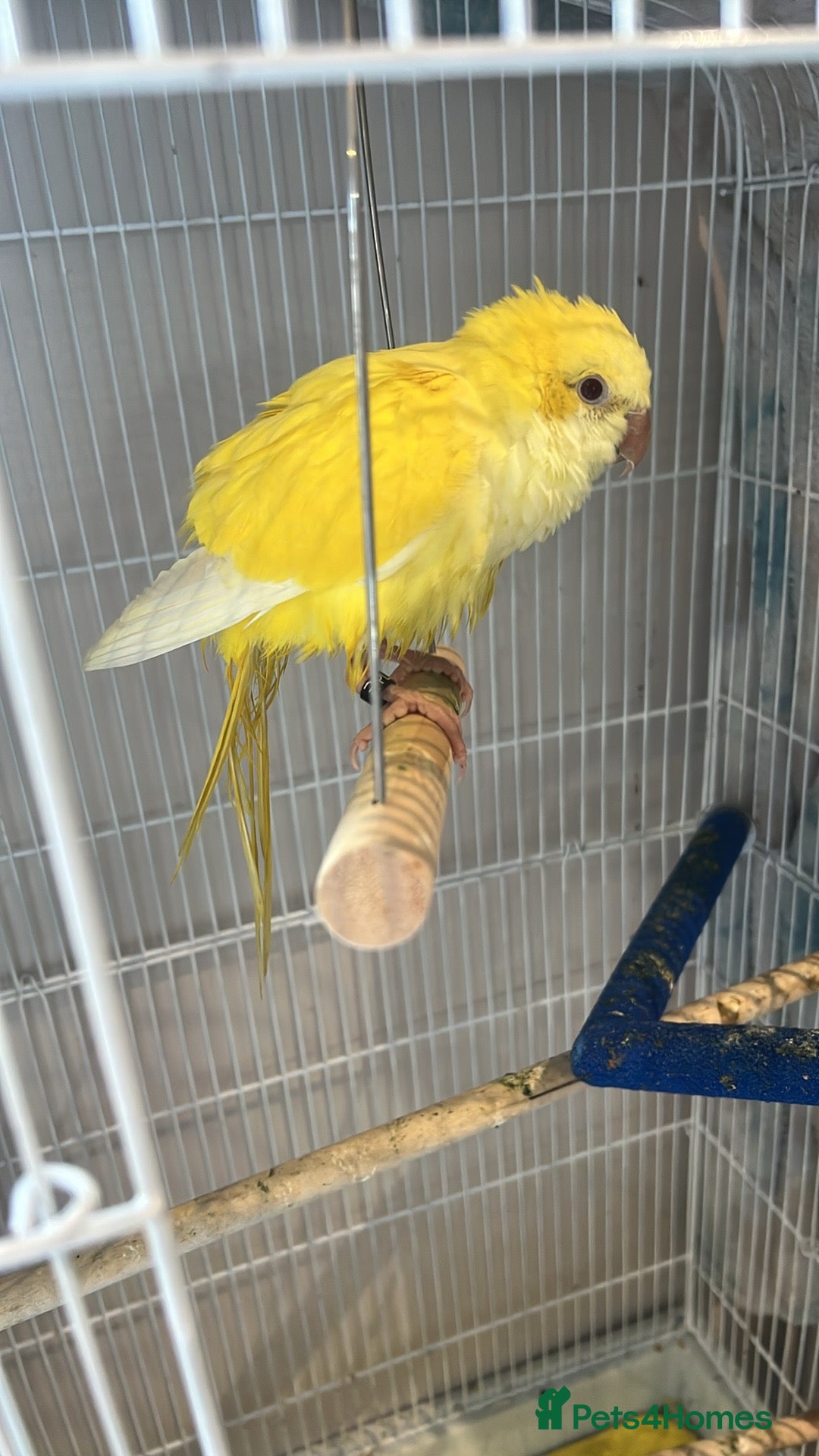 Parrots birds for sale: Beautiful Quaker for sale  - Image 1
