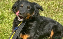 Mixed Breed dogs for adoption: Paige - Norwich Norfolk  - Image 15