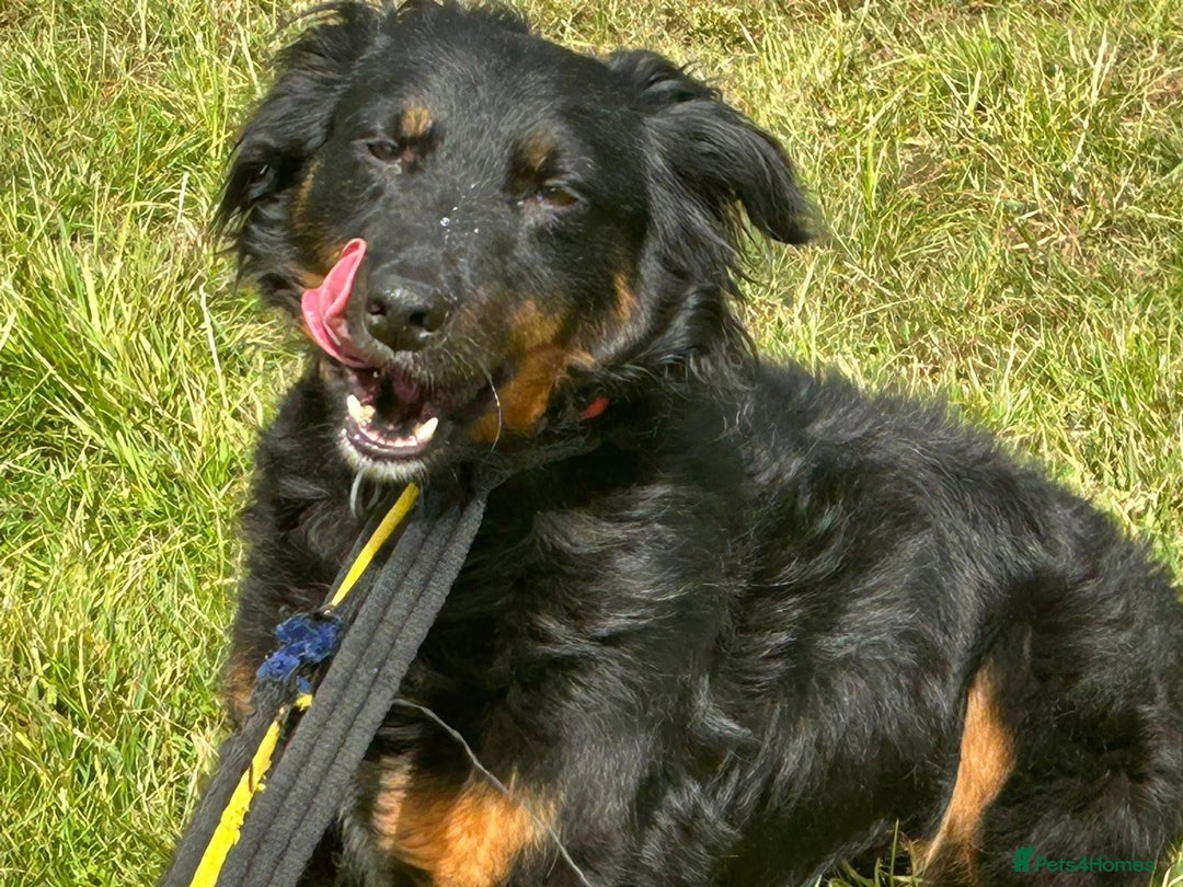 Mixed Breed dogs for adoption: Paige - Norwich Norfolk  - Image 15