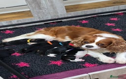 Cavalier King Charles Spaniel dogs for sale: Gorgeous  Cavalier King Charles  Puppies forsale . - Image 1