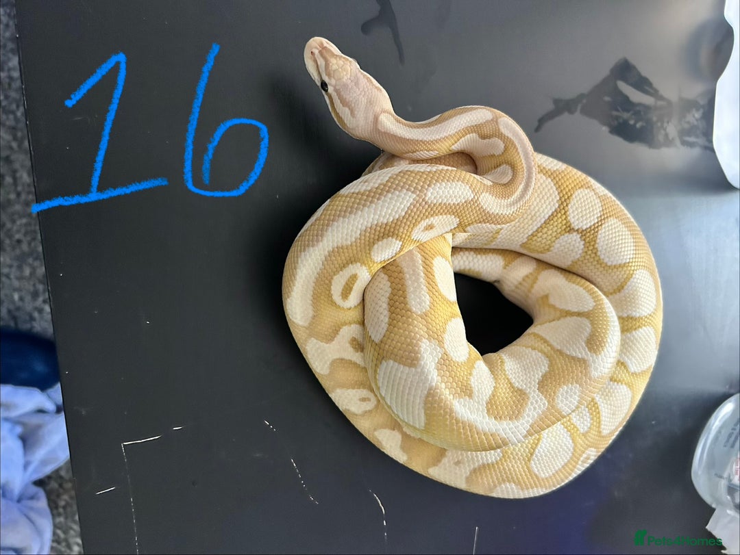 Python Snake reptiles for sale: Royal Pythons - Image 16