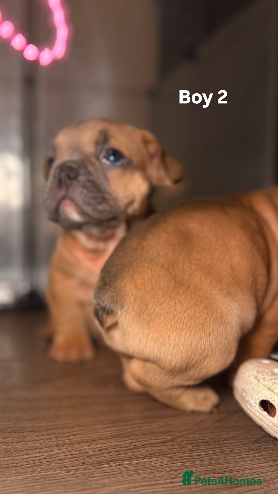 French Bulldog dogs for sale: French bulldog  - Advert 10