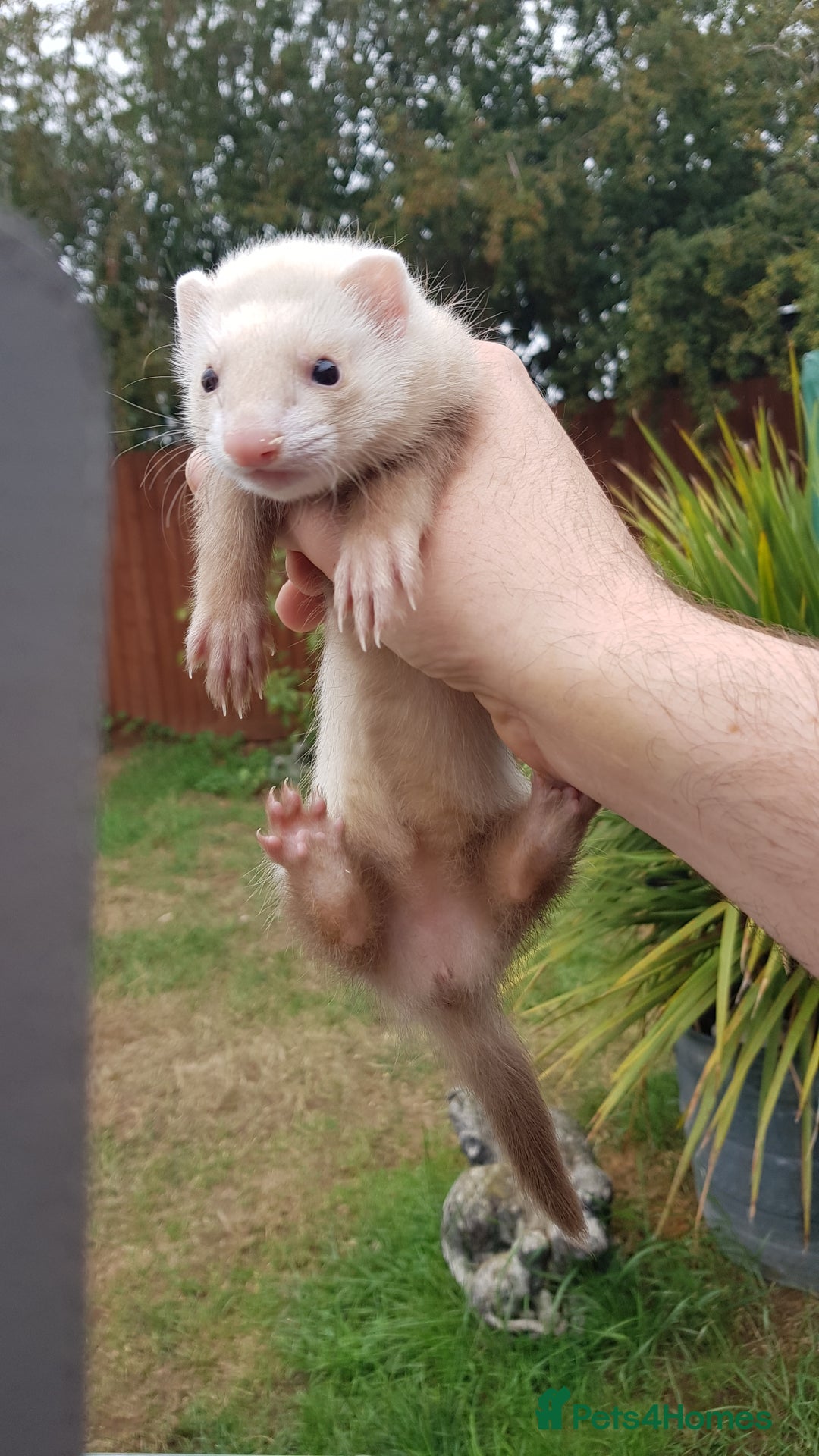 Ferret rodents for sale: Last 2 Jill's ready to leave now  - Image 4