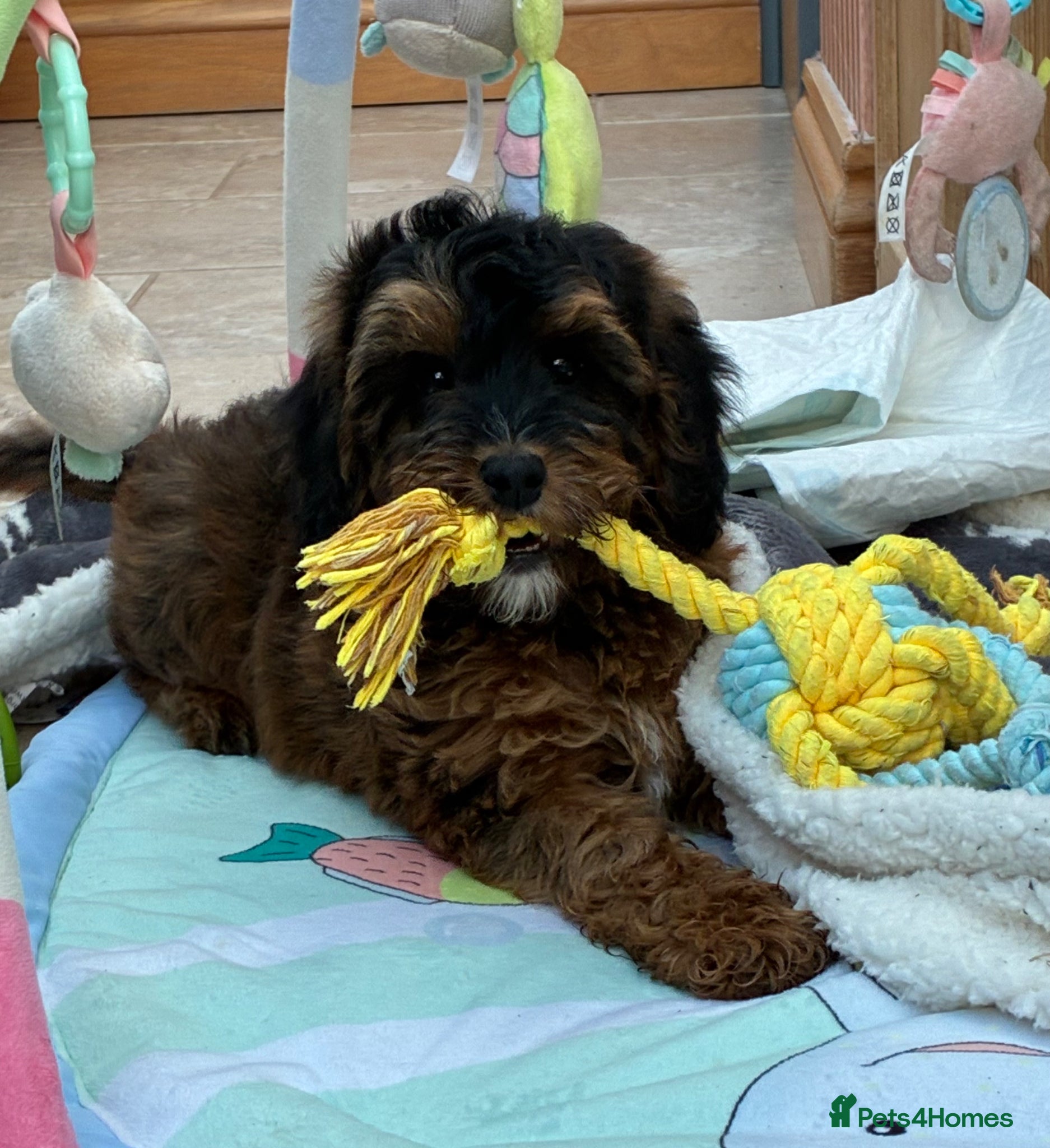 Cockapoo dogs 1 F1B GIRL AVAILABLE! - Advert 2